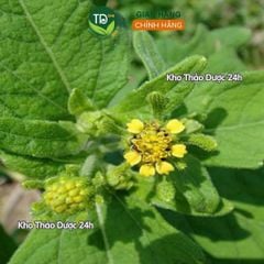 Cây hy thiêm sấy khô, hàng loại 1, hỗ trợ cực tốt cho những ai bị gout và xương khớp, thảo dược sạch