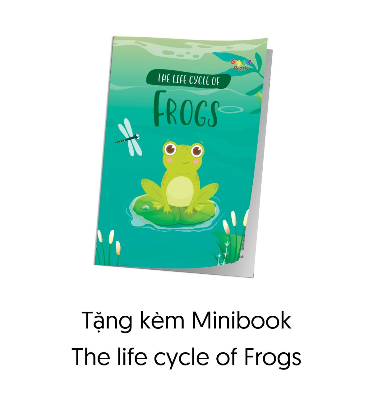  The Cycle Of Life - Vòng Đời Của Ếch - 53 miếng 