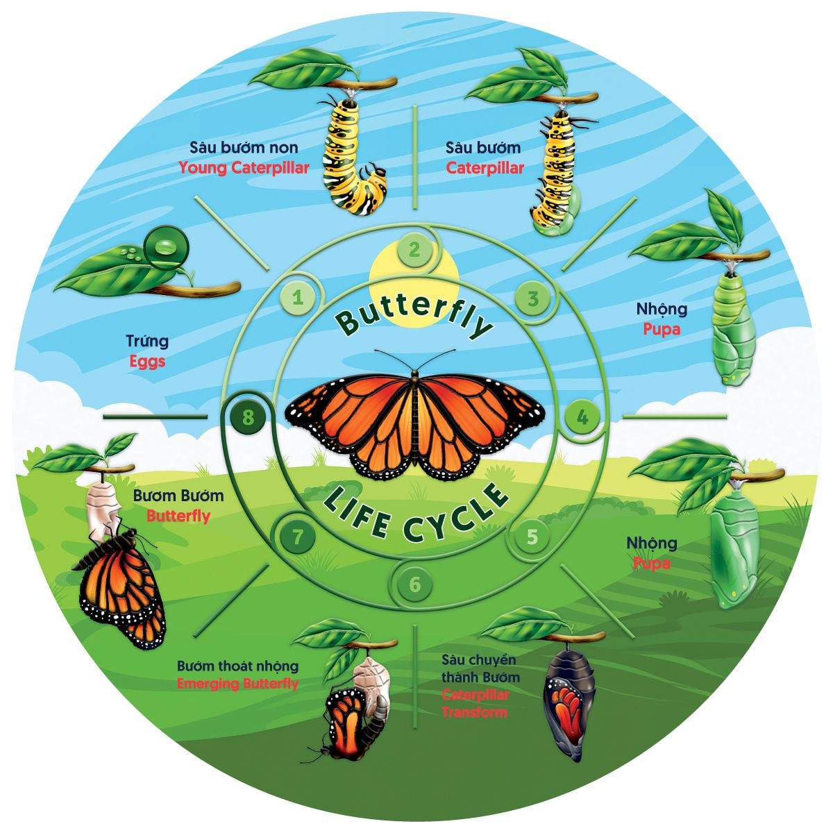  The Cycle Of Life - Vòng Đời Bươm Bướm - 53 Miếng 