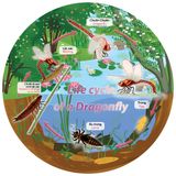  The Cycle Of Life -  Vòng Đời Của Chuồn Chuồn - 53 Miếng 