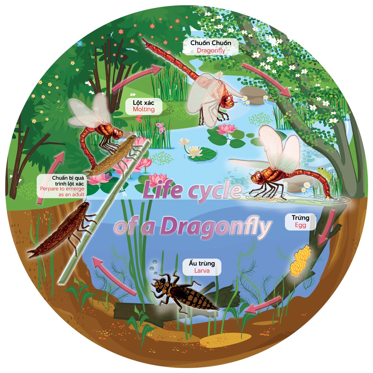  The Cycle Of Life -  Vòng Đời Của Chuồn Chuồn - 53 Miếng 