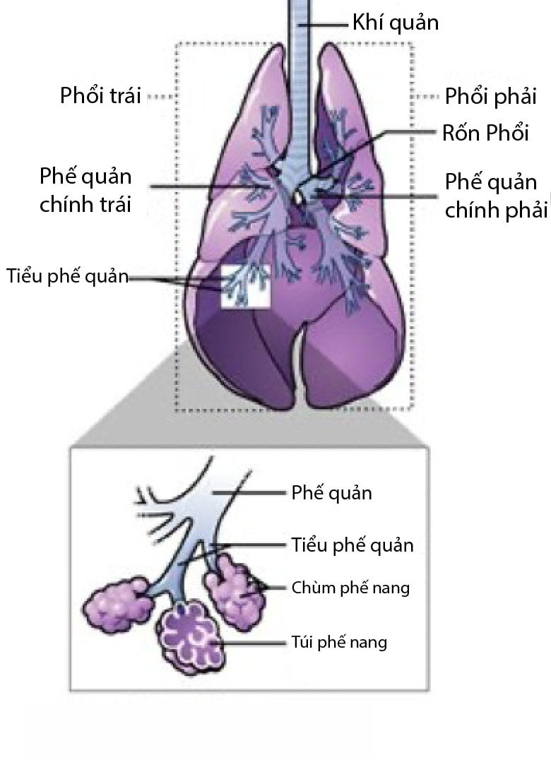 viêm phổi ở chó