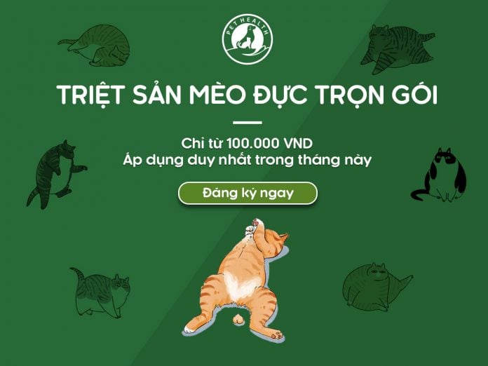 TRIỆT SẢN MÈO ĐỰC TRỌN GÓI