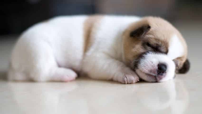 Nguyên nhân chính gây Virus Care ở chó