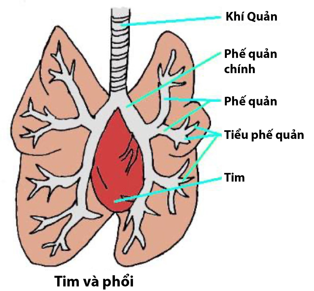 viêm phế quản ở chó