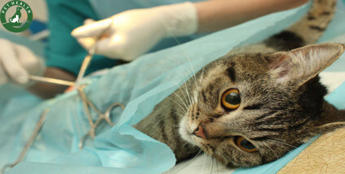 triệt sản mèo cái