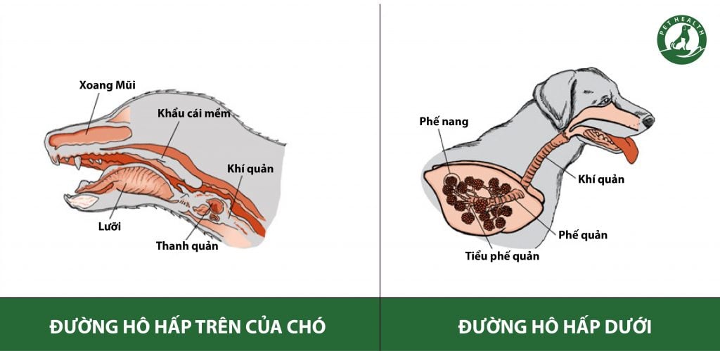 viêm đường hô hấp ở chó