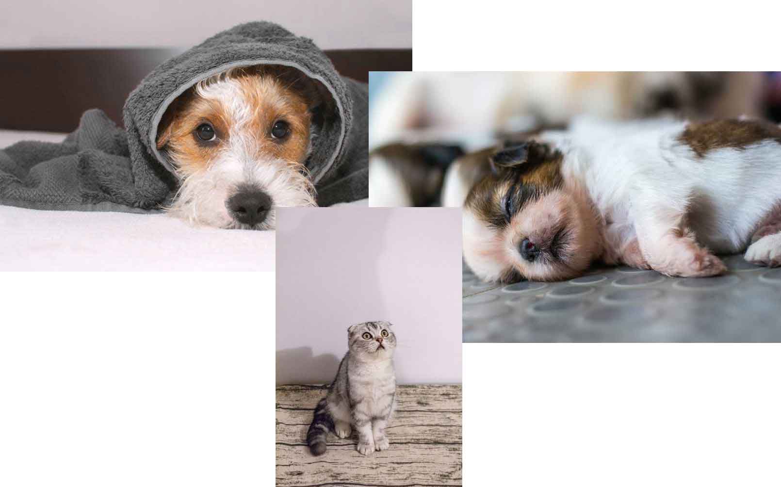 dịch vụ cắt tỉa tạo kiểu tại pethealth 2 dịch vụ cắt tỉa tạo kiểu tại pethealth 2