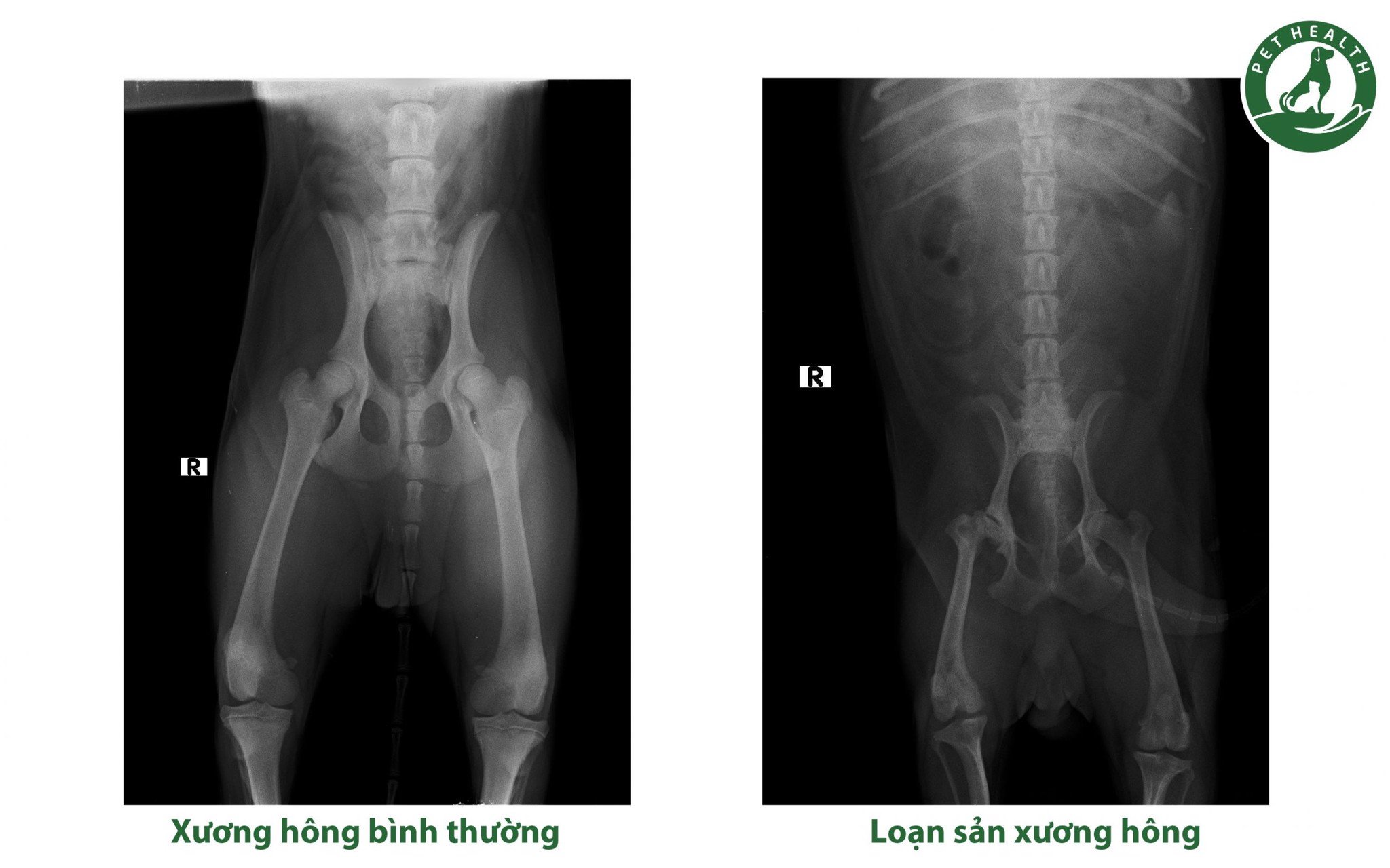 chụp X-quang cho chó mèo