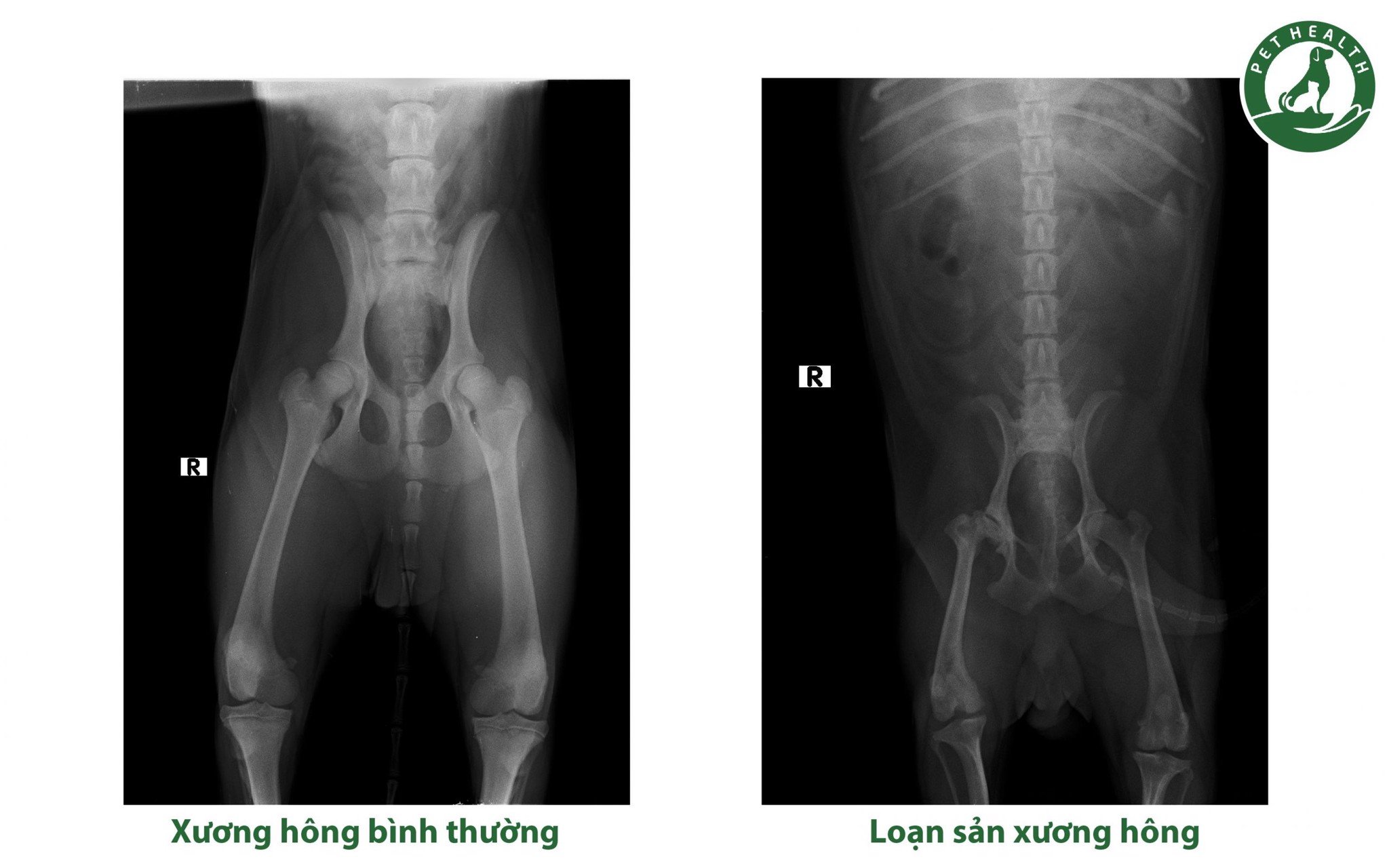 loạn sản xương hông ở chó mèo