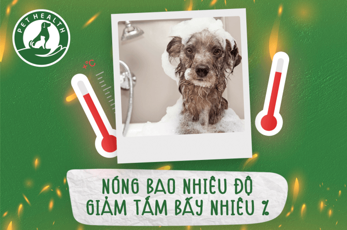 pethealth GIẢM GIÁ DỊCH VỤ GROOMING