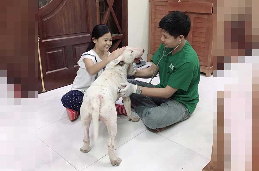 Cách chăm sóc chó