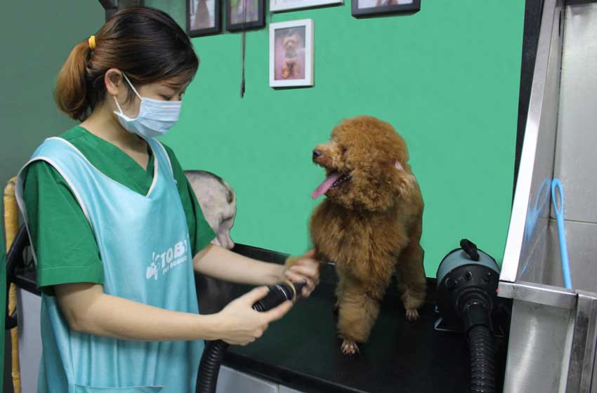 bệnh nấm men Malassezia - Basset Hounds