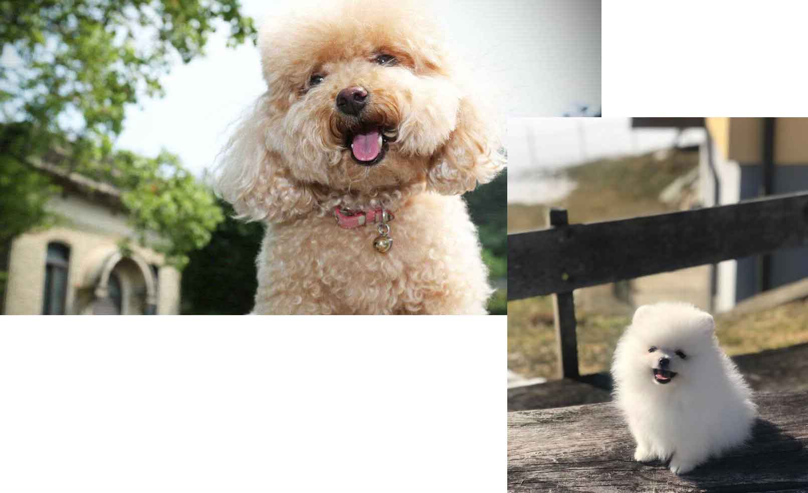 bệnh-viện-thú-y-pethealth bệnh-viện-thú-y-pethealth