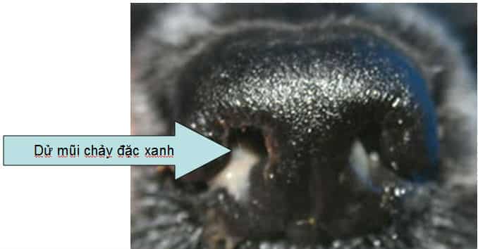 bieu-hien-benh-care-o-cho-duong-ho-hap