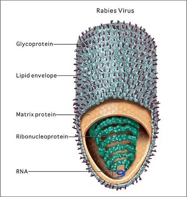 Virus-gay-benh-dai-o-cho