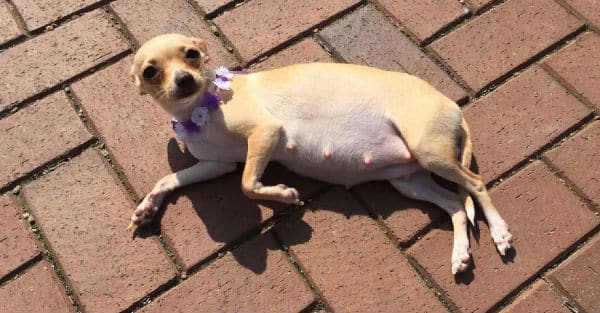 Cách Nhận Biết Chó Có Thai Chính Xác – PetHealth
