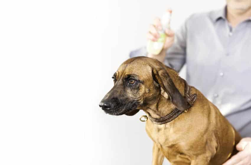 cách trị ve chó hiệu quả bằng thuốc trị ve chó