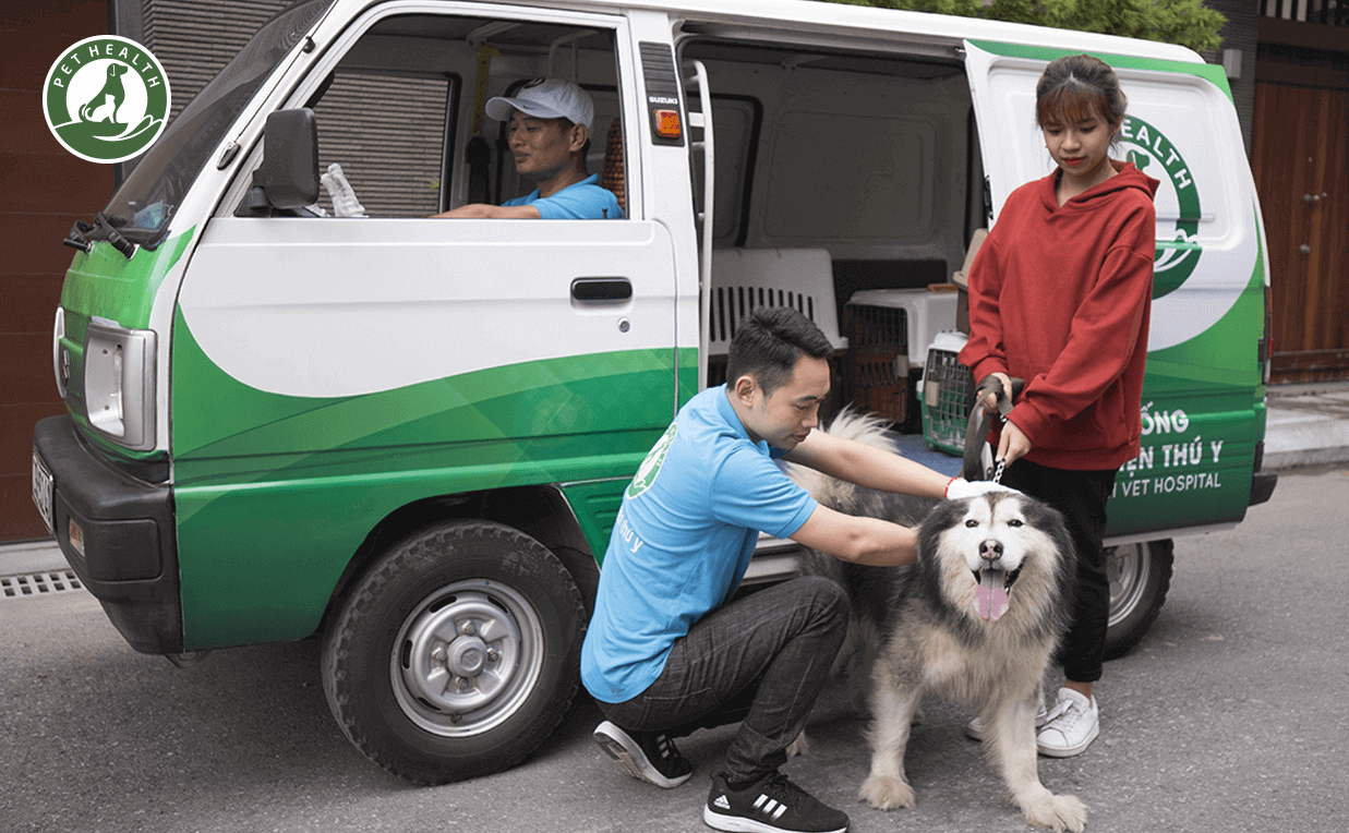 Pet Taxi dịch vụ vận chuyển thú cưng, đưa đón, cấp cứu thú cưng tại nhà