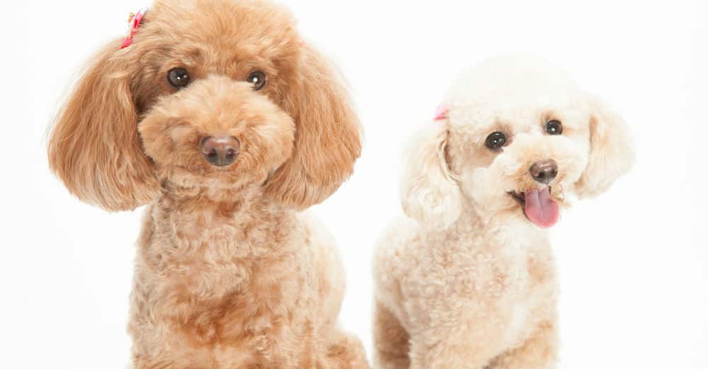 giong-cho-poodle-can-cat-tia-thuong-xuyen