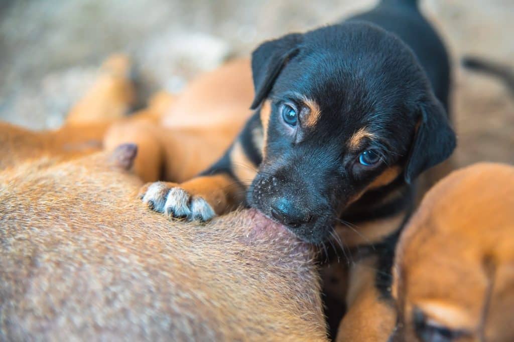 bệnh viêm vú ở Chó mèo