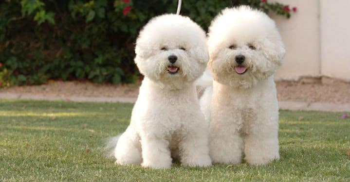 ngoai-hinh-cho-bichon