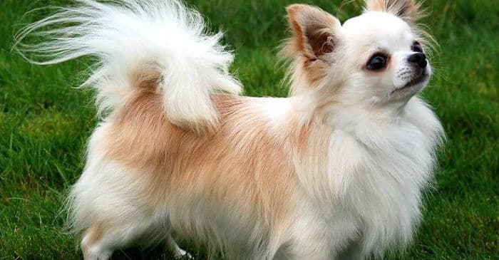 Chó Chihuahua: Những Sự Thật Đáng Ngạc Nhiên – PetHealth
