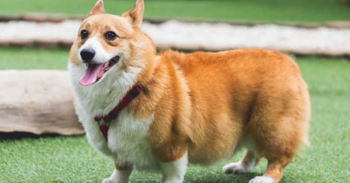 Chó Corgi: Những Điều Thú Vị Nhất Về Chúng – PetHealth