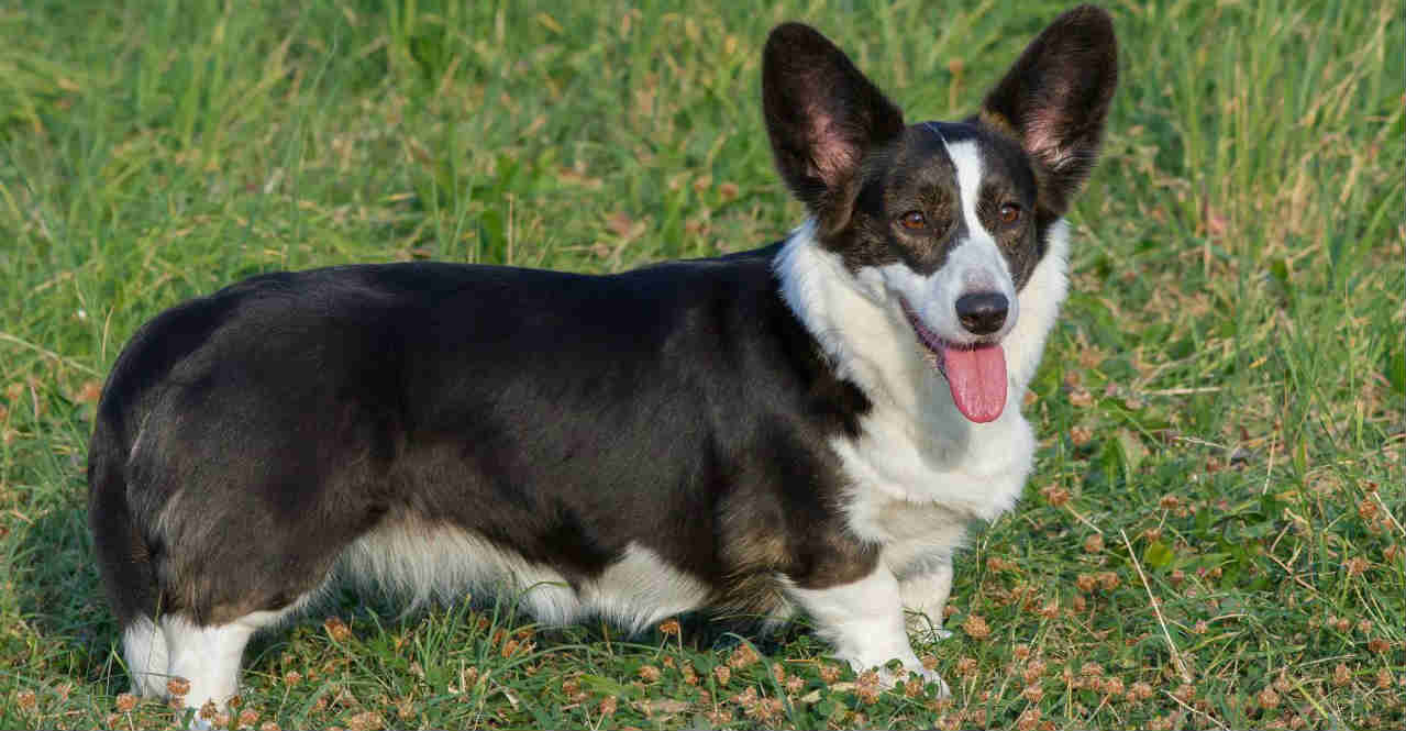 giong-cho-corgi-cardigan