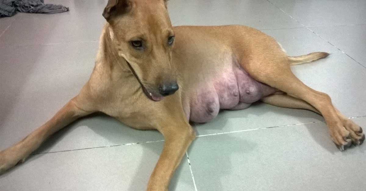 Chó Mang Thai Và Những Điều Phải Thuộc Lòng – PetHealth Chó Mang Thai Và Những Điều Phải Thuộc Lòng – Pethealth