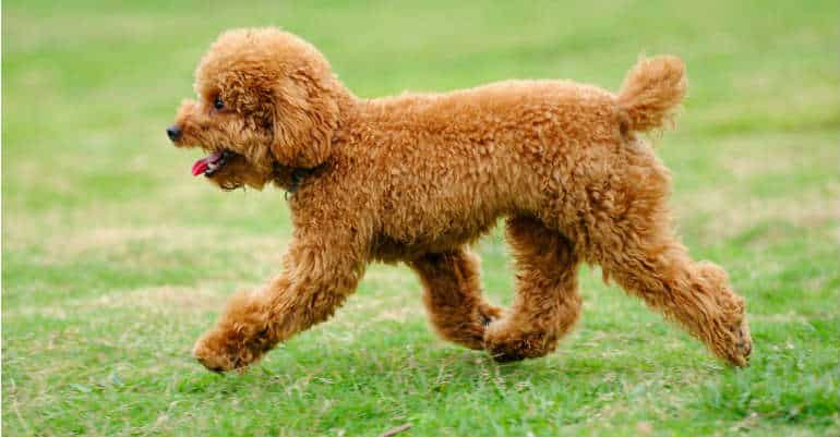 cho-poodle-dong-miniature