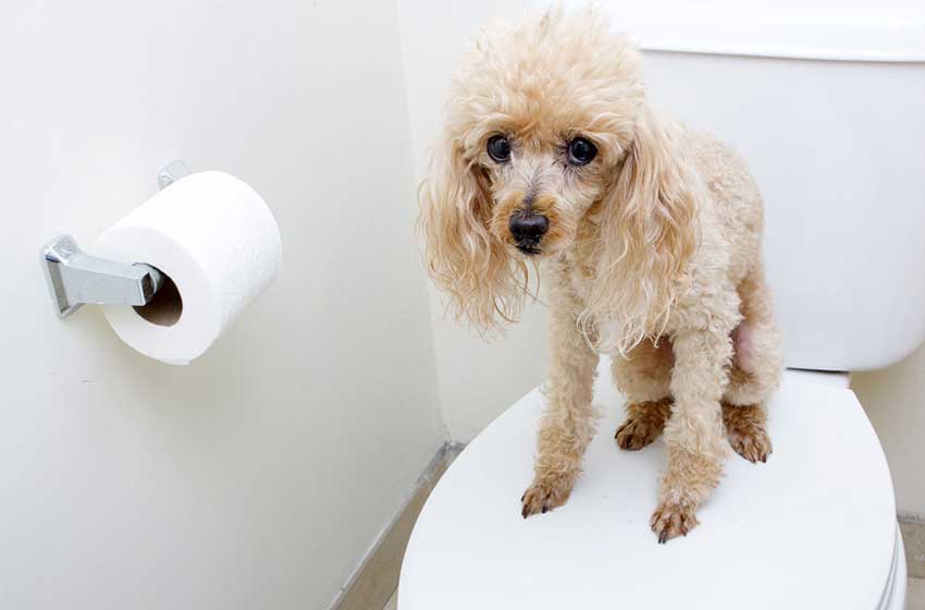 Cách huấn luyện chó đi vệ sinh