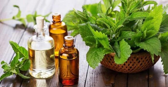 điều trị bệnh ghẻ ở chó bằng bạc hà