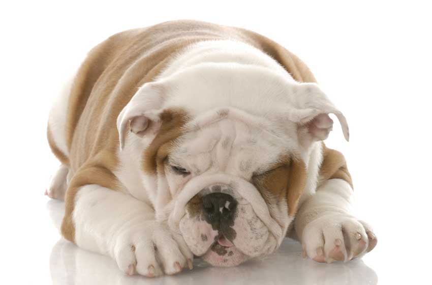 Điều trị bệnh ho cũi chó 01