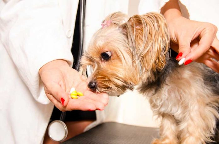 Điều trị trào ngược axit ở chó