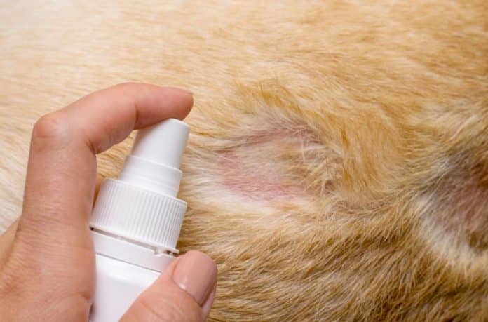 điều trị viêm da ở chó