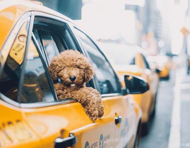 dog-in-taxi