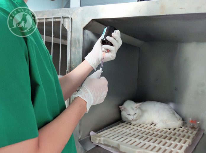 giam-bach-cau-meo chữa trị bệnh giảm bạch cầu ở mèo