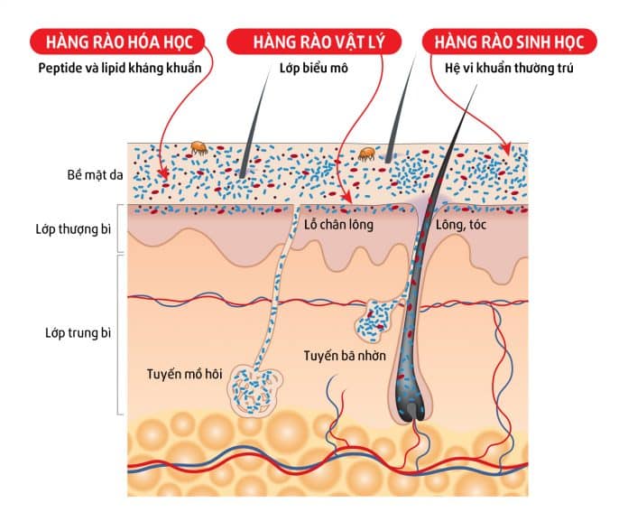 Các lớp cấu tạo da chó