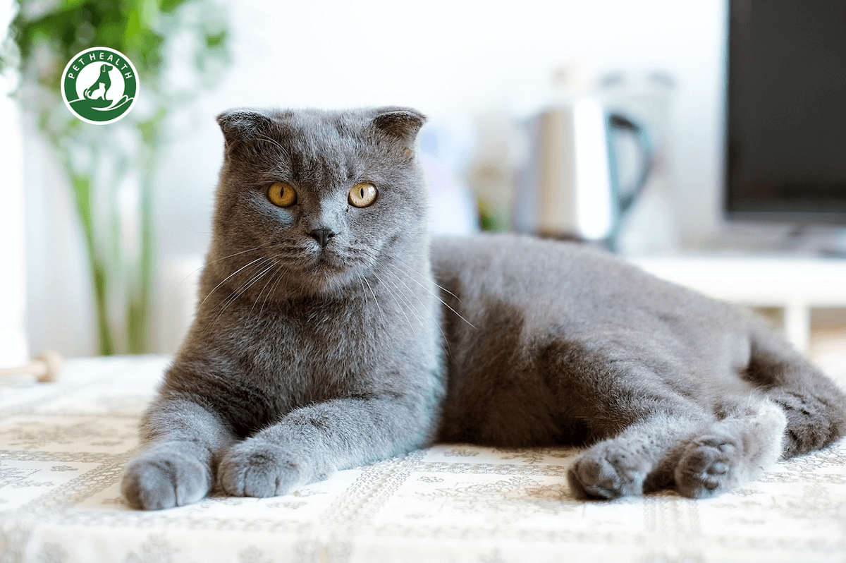 Mèo Anh lông ngắn tai cụp, đặc điểm và cách chăm sóc