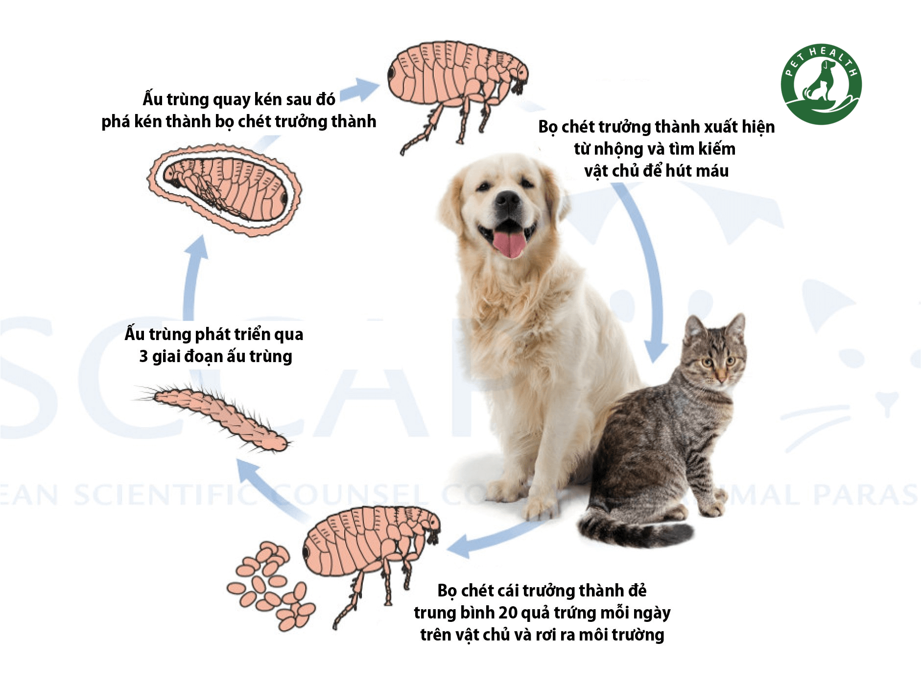 ve và bọ chét ở chó mèo