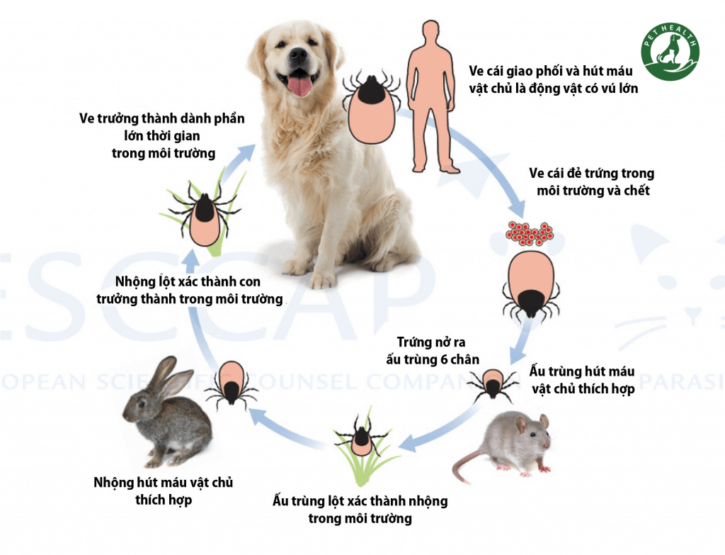 điều trị ve và bọ chét ở chó mèo