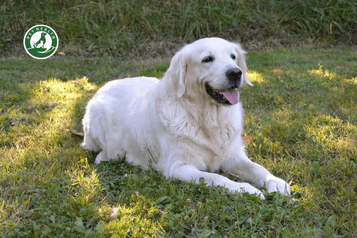 chó golden Retriever