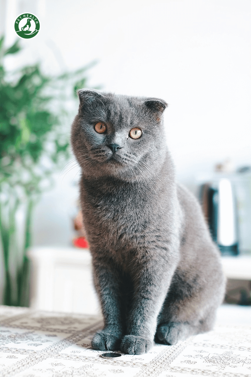 Mèo Anh lông ngắn, lông dài – Cách nuôi và bảng giá mèo Anh