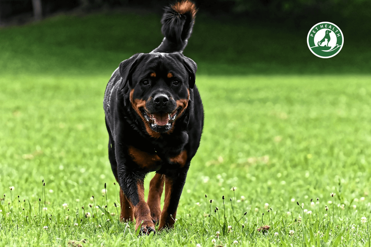 chó Rottweiler