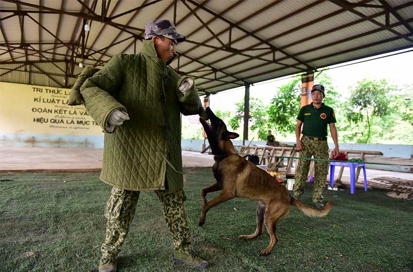 Huấn luyện chó tấn công