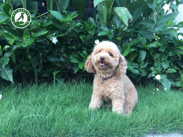 nhận biết chó Poodle mang thai 01