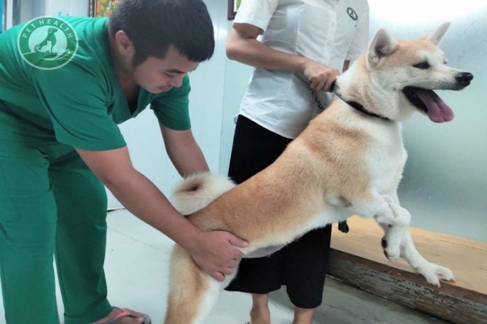 LOẠN SẢN XƯƠNG HÔNG Ở CHÓ
