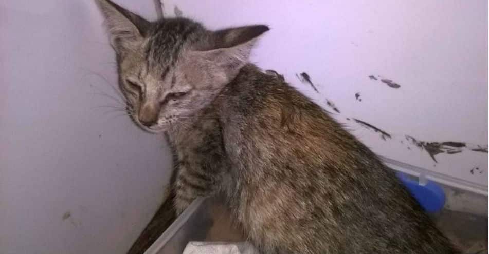 trieu-chung-benh-giam-bach-cau-o-meo