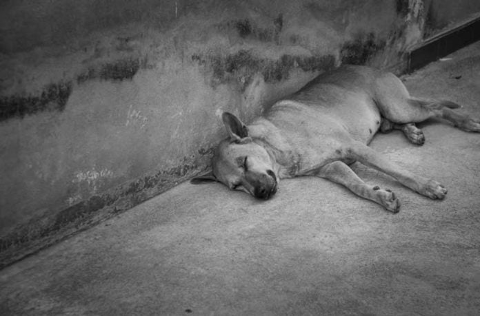 nguyên nhân gây bệnh ho cũi